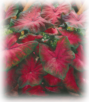 Postmanjoynerlarger - Postman Joyner Caladium (380x433), Png Download