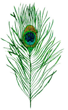 Peacock Feather, Peacock Feather, Peacock, Feather - Feather Peacock (360x360), Png Download