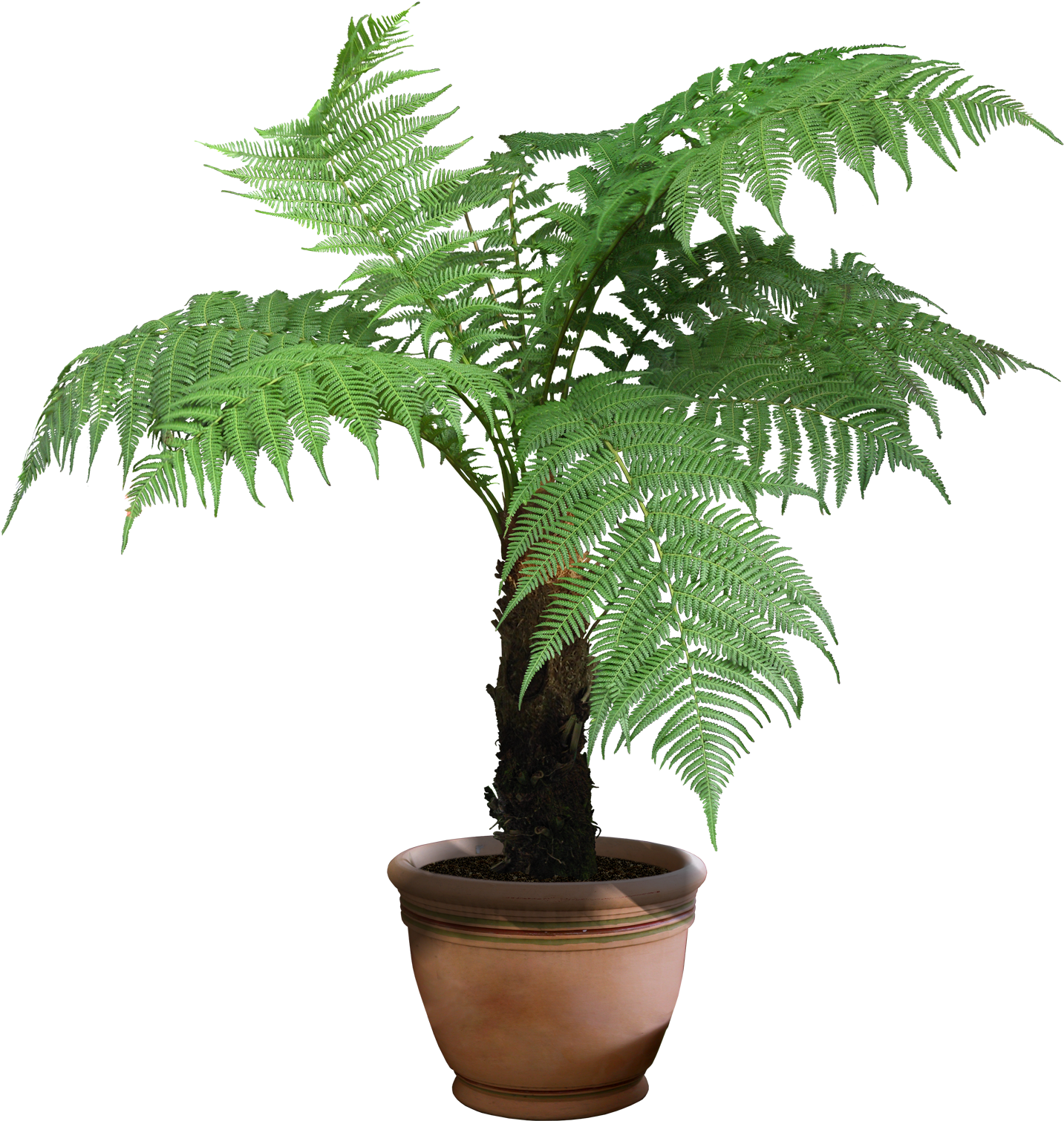 60" Australian Tree Fern, Live - Plant In Pot Png Transparent Background (1520x1600), Png Download