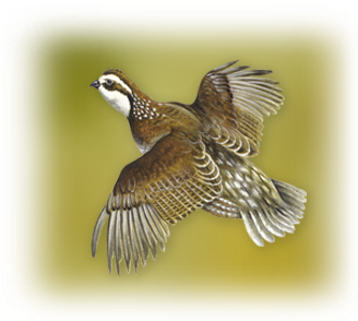 Bird Art - Red Shouldered Hawk (400x300), Png Download