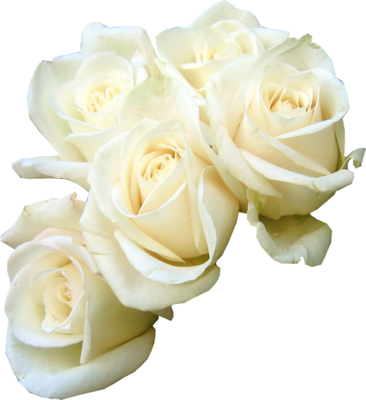 White Rose Png Transparent Images - Transparent Images White Rose (366x400), Png Download