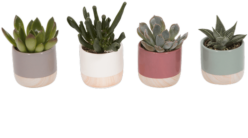 Small Succulent, Assorted • - Royer's Flowers & Gifts (500x611), Png Download