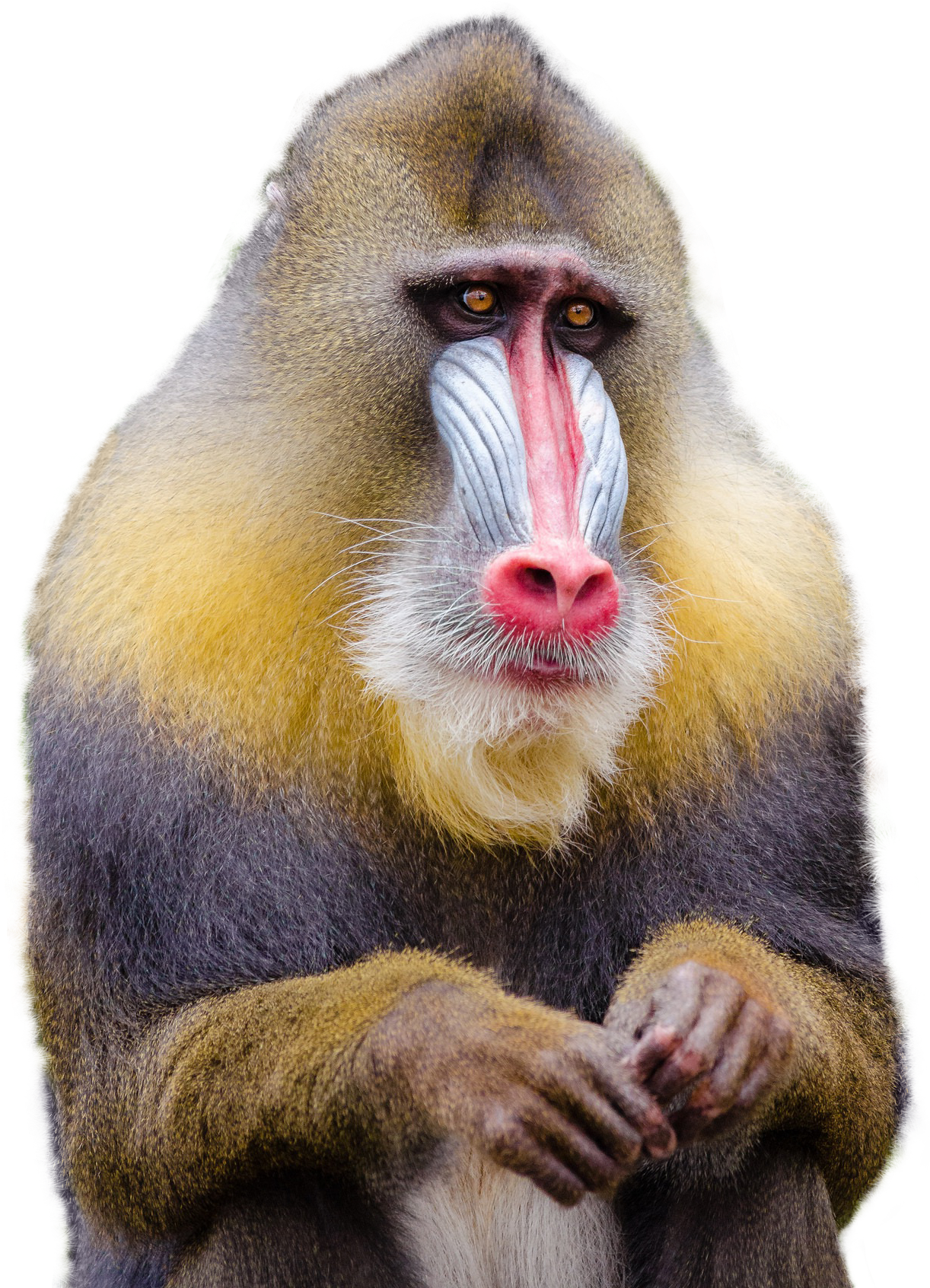 Free Png Mandrill Monkey Png Images Transparent - Monkey Png (480x614), Png Download