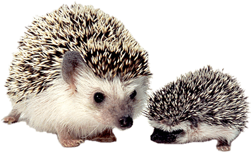 Animals - Hedgehog Transparent (710x408), Png Download