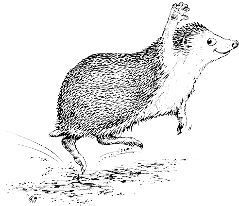 Releasing Captive Hedgehogs Into The Wild - Punxsutawney Phil (500x426), Png Download