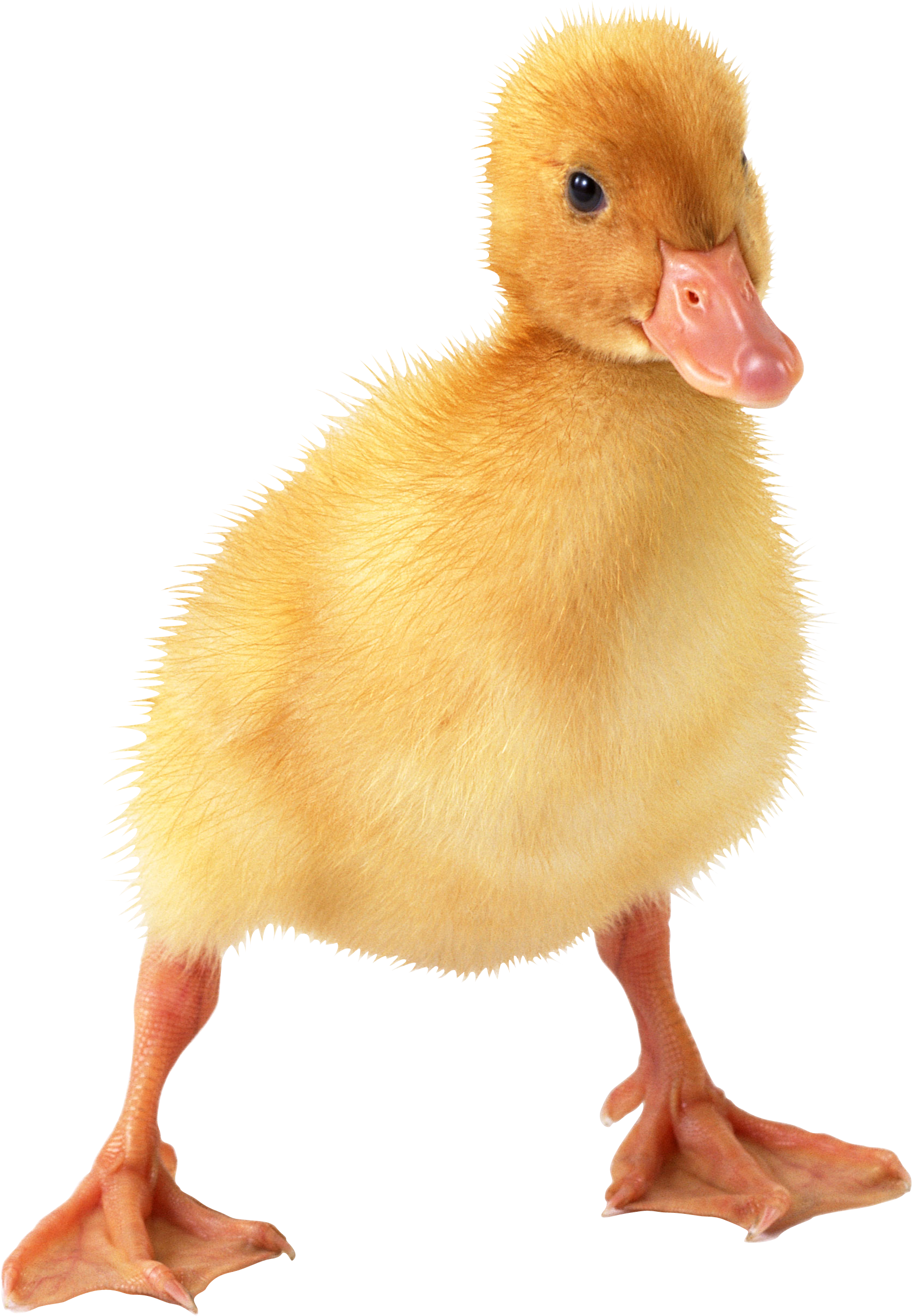 Duckling Png (1680x2424), Png Download