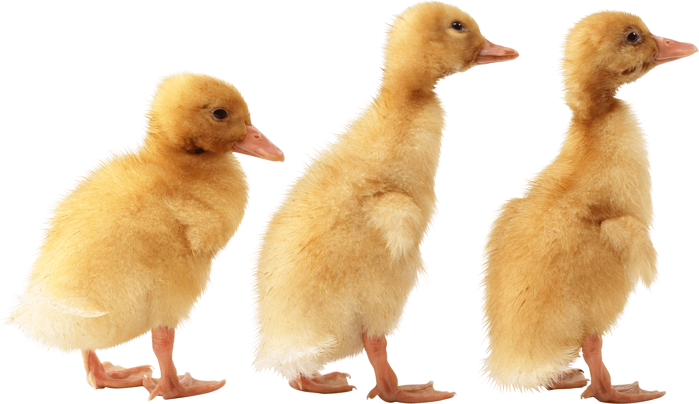 3 Little Cute Ducklings Png Image - Duckling Png (2383x1377), Png Download
