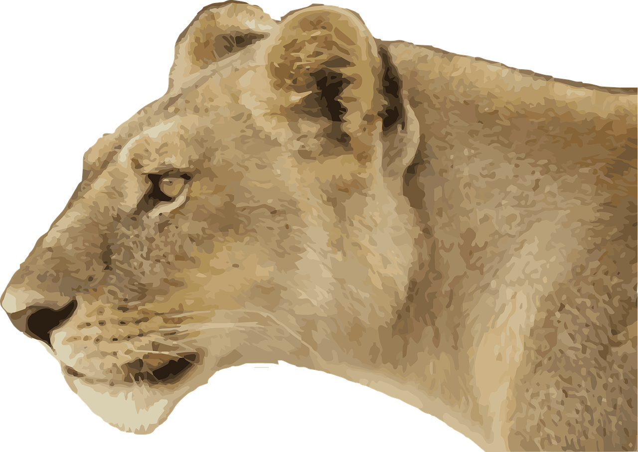 Lioness Png Free Download - Transparent Lioness (1280x907), Png Download