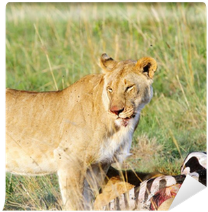 A Beautiful Lioness Infront Of Killed Zebra Wall Mural - Lion (400x400), Png Download