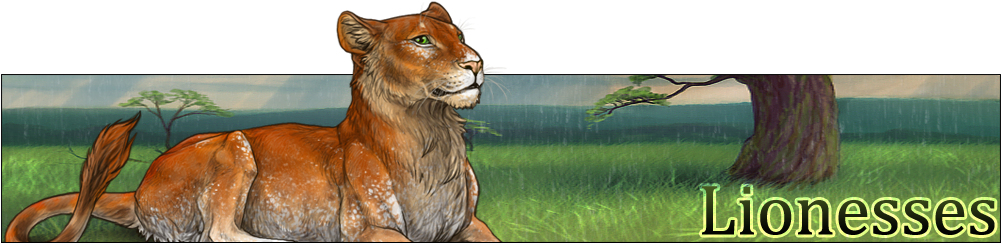 5yf8kko - Wiki (1000x250), Png Download