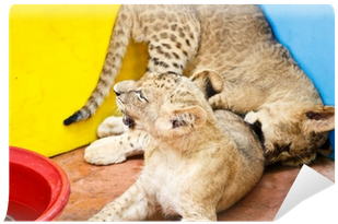 Lion (400x400), Png Download