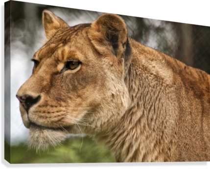 Josie The Lioness Canvas Print - Printing (429x344), Png Download