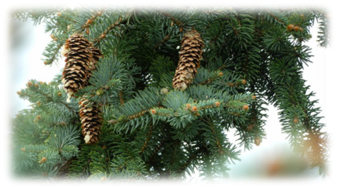 Choose Your Own Christmas Tree - Pine (475x267), Png Download