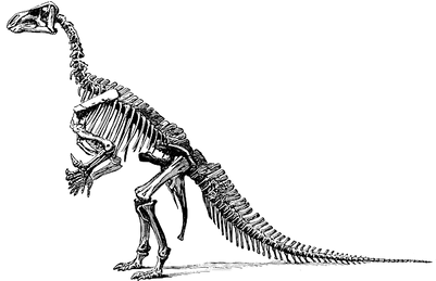 Tyrannosaurus Fossil Skeleton - Dinosaurs Didn T Read Now They Are Extinct (400x400), Png Download