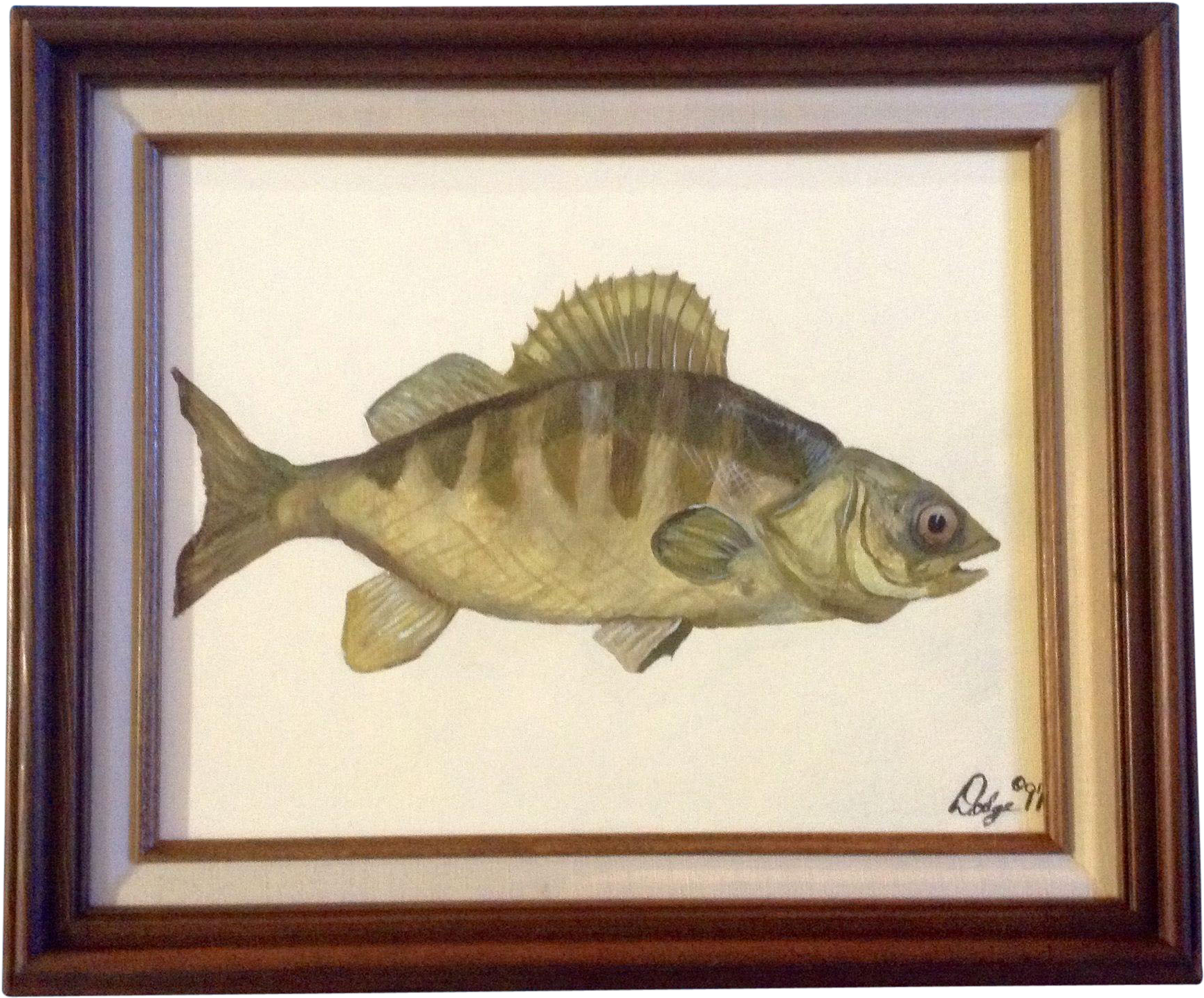 Yellow Perch Fish, Acrylic Painting On Board, Signed - Freshwater Fish (1739x1739), Png Download