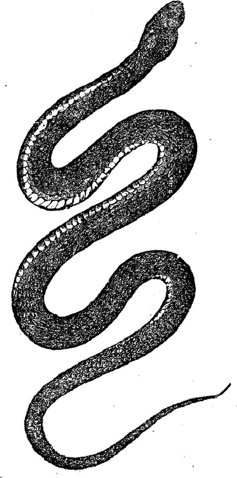 Serpent - Vintage Clip Art Snake (800x1600), Png Download