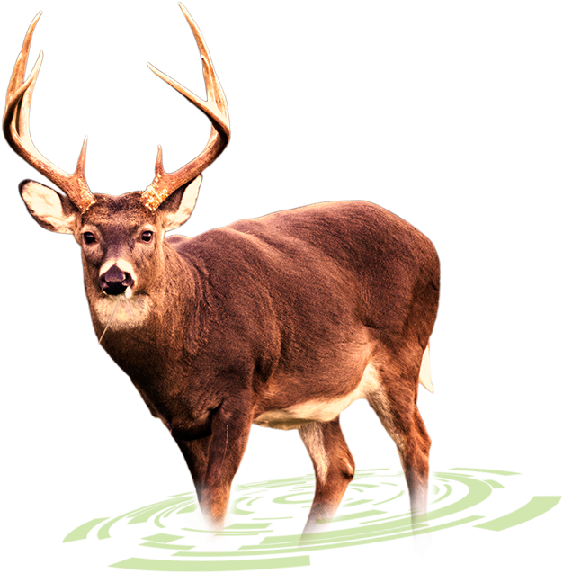 White Tailed Deer Png - Deer Png (679x656), Png Download