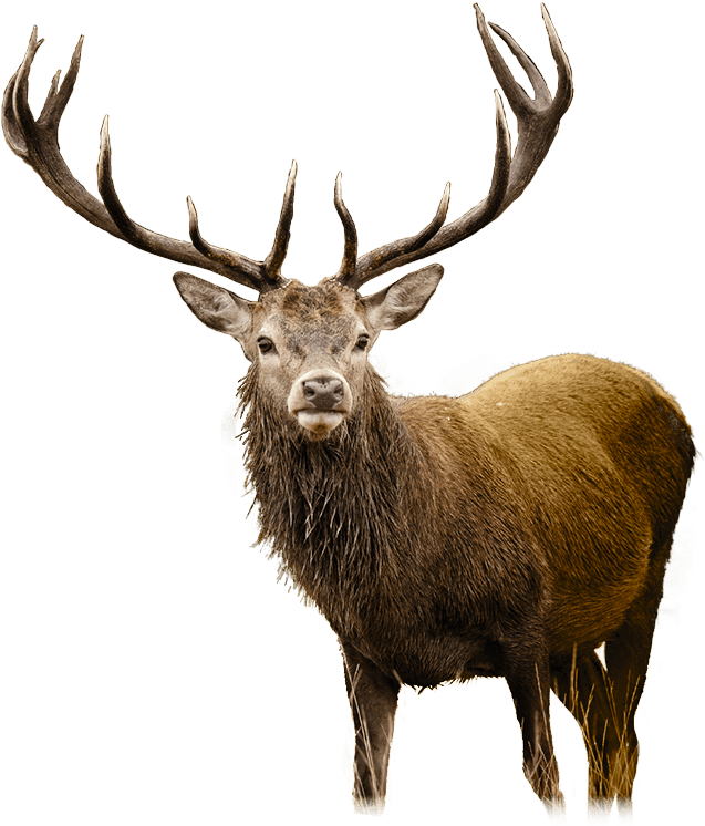 Scottish Leader - Deer Png (655x756), Png Download