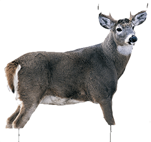White Tail Buck (640x480), Png Download