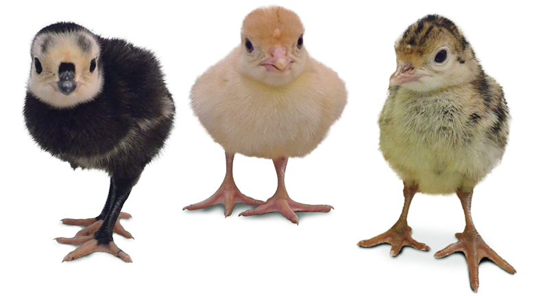 As Always, We Remind You To Order Early - Turkey Chicks Vs Chicken Chicks (800x431), Png Download