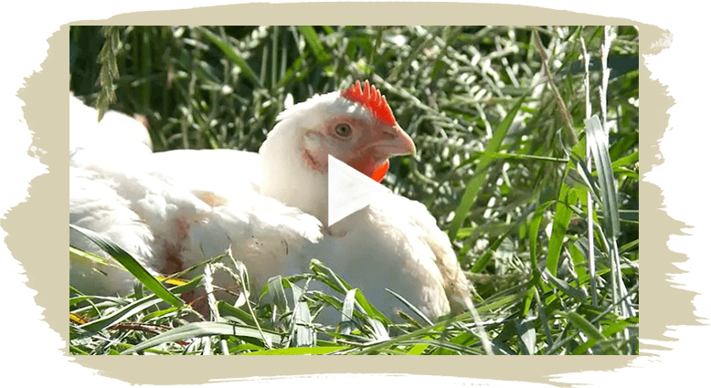 Our Chickens Are Free To Be Chickens - Chicken (778x425), Png Download