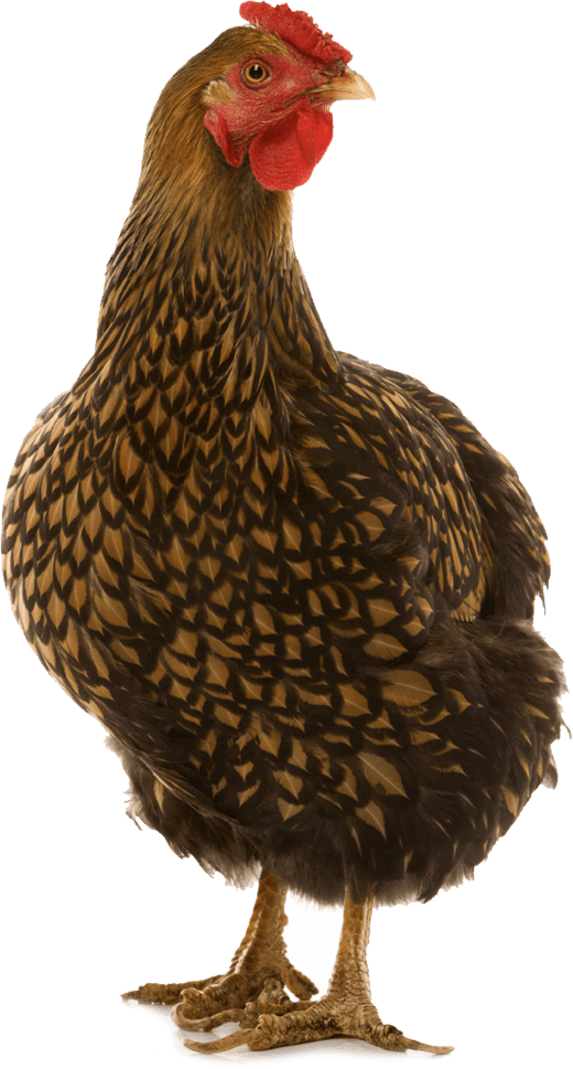 Brown Chicken Png High-quality Image - Golden Laced Wyandotte Chicken (520x969), Png Download