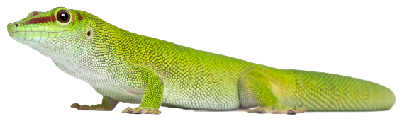 Transparent Gecko Background - Gecko Png Transparent (613x196), Png Download