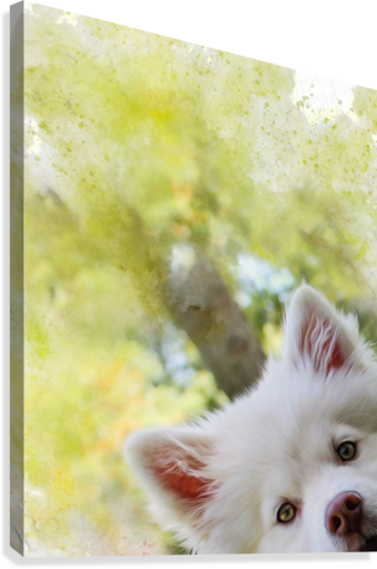 Peek A Boo Pup Canvas Print - Coware Aromadog - Chill-out - Aromatherapy Calming (339x511), Png Download
