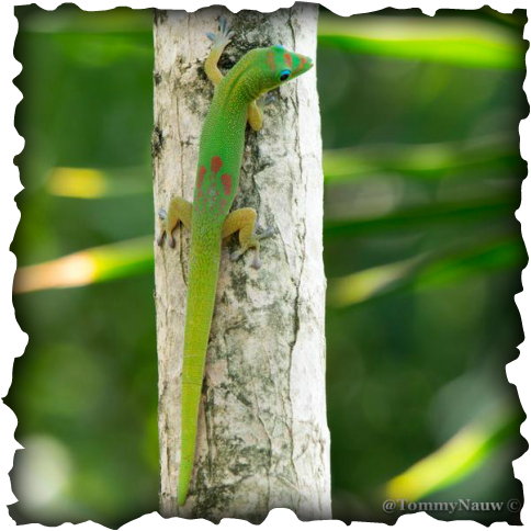 Gold Dust Day Gecko, Phelsuma Laticauda, Green Lizard, - Green Lizard With Red Stripe On Back (484x484), Png Download