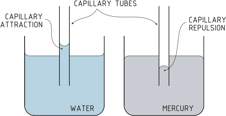 Capillary Action - Adhesive Force Cohesive Force (800x495), Png Download