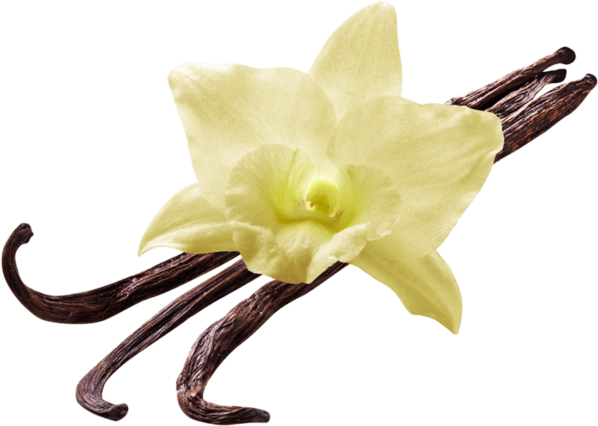 Food - Vanilla - Vanilla Png (1024x784), Png Download
