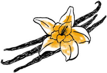 Site - Vanilla - Vanilla (465x480), Png Download