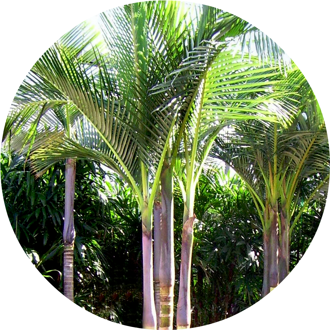 Biggiecheese - Palm Trees Types (1159x1231), Png Download