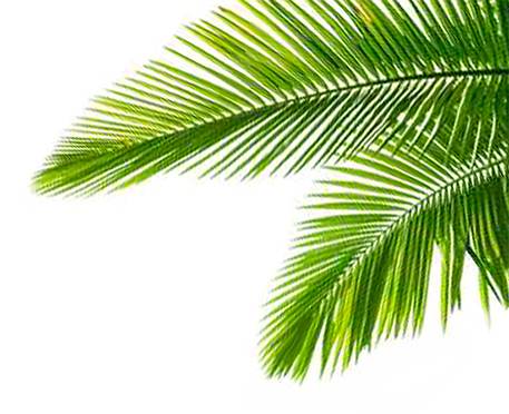 Fondo De Palmeras Png (457x372), Png Download