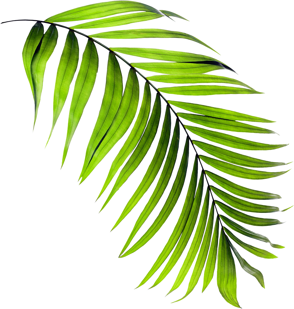 Real Estate Development (987x1030), Png Download