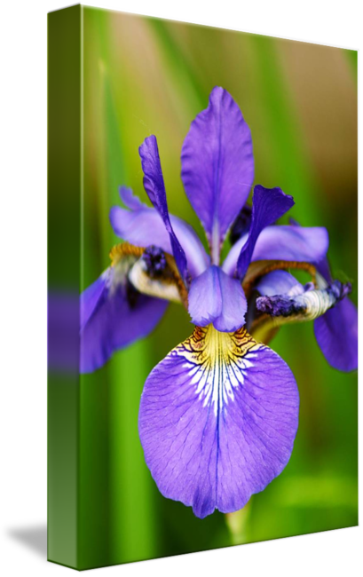 Indigo By Photography For Charity Share On - Iris Versicolor (409x650), Png Download