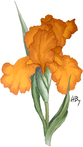 Pin By Herbye & Hby On Flowers Tubes Png - Iris Flower Clipart (354x591), Png Download