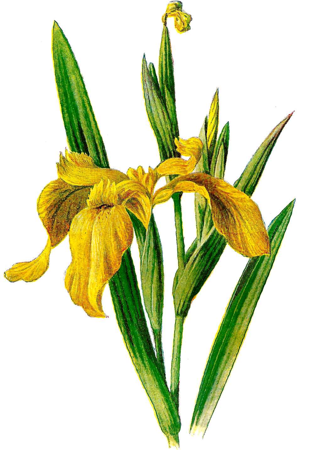 Iris Clipart - Yellow Iris Png (1119x1600), Png Download