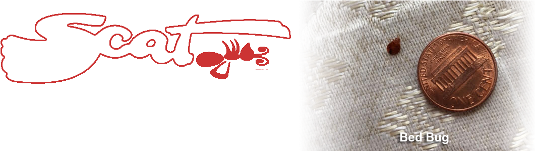 5-bed Bug - Bed Bug Bite (1145x300), Png Download