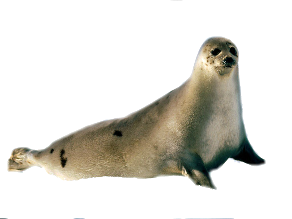 Seal Transparent Png (1024x768), Png Download