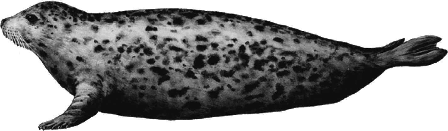 Harbor Seal Png - Harbor Seal No Background (1453x460), Png Download