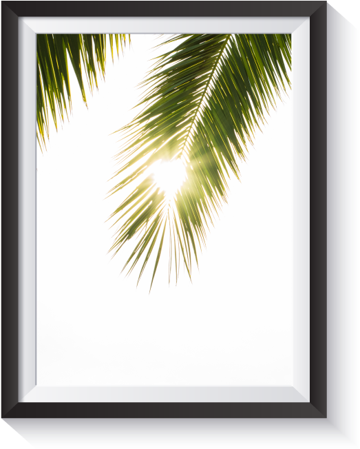 Scandi Light Leak Palm Frond Minimal Nordic Print - Picture Frame (800x800), Png Download