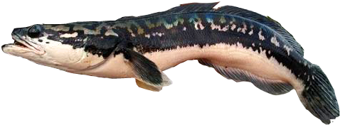 Snakehead Fish - Giant Snake Head Fish (518x318), Png Download