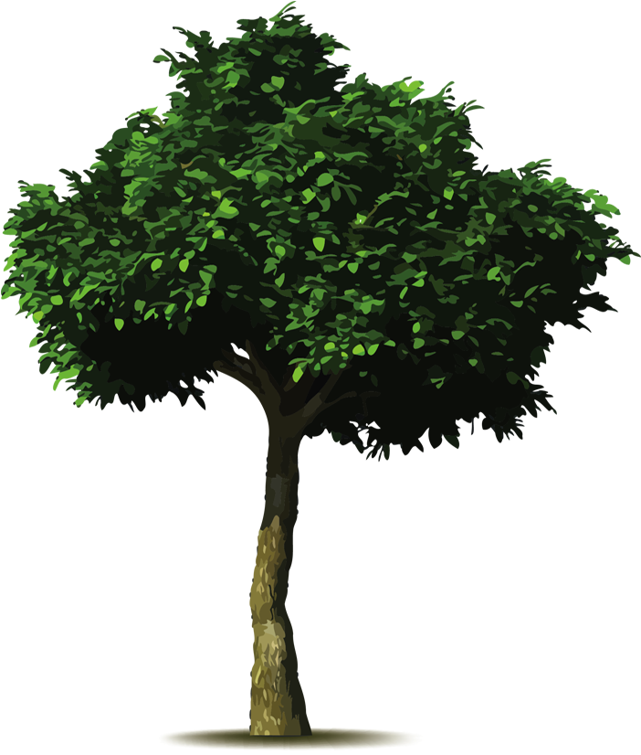 Mi Siembra - Arbol De Aguacate Dibujo (707x1000), Png Download