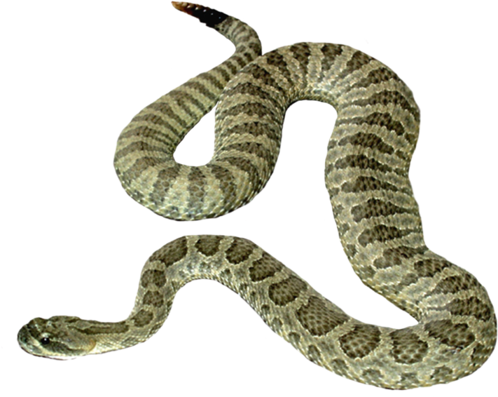 Snake Forty - Snakes With Transparent Background (400x500), Png Download