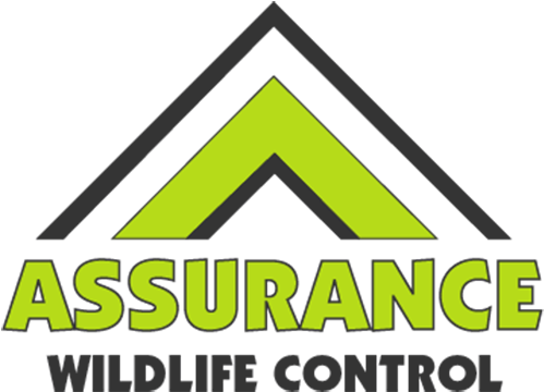 Assurance Wildlife Control - Coyote (500x372), Png Download