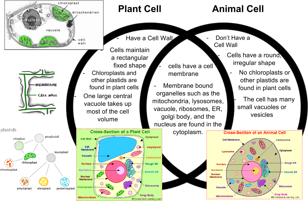 Plant Cell And Animal Cell - Animal Cells That Is Not In Plant Cells (1161x714), Png Download