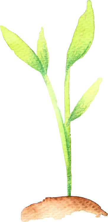 Art Transparent Watercolor - Smooth Solomon's Seal (365x750), Png Download