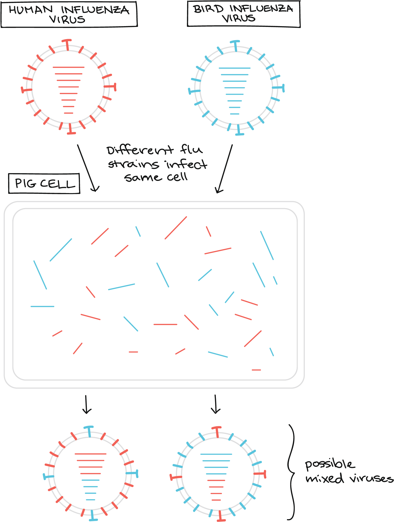 Svg Royalty Free Download Viruses Video Khan Academy - Virus (1913x2050), Png Download