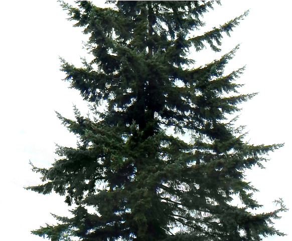 Fir-tree Png Transparent Images - Pine Tree White Background (640x480), Png Download